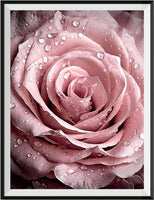 Rose 5d Diy Diamond Painting Diamant Malerei Set DP2396