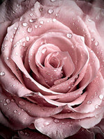 Rose 5d Diy Diamond Painting Diamant Malerei Set DP2396