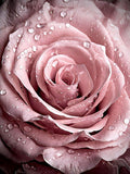 Rose 5d Diy Diamond Painting Diamant Malerei Set DP2396