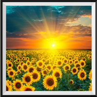 Sonnenblume 5d Diy Diamond Painting Diamant Malerei Set DS101549985