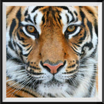 Tiger 5d Diy Diamond Painting Diamant Malerei Set DS11566398