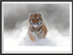 Tiger 5d Diy Diamond Painting Diamant Malerei Set DS84783074