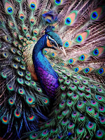 Pfau 5d Diy Diamond Painting Diamant Malerei Set FL2426