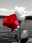 Rose 5d Diy Diamond Painting Diamant Malerei Set MJ2703