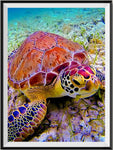 Schildkröte 5D Diamond Painting /Diamant Malerei Set NA0894