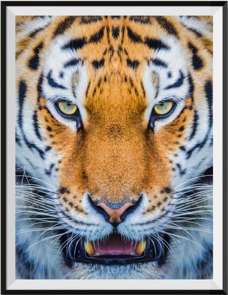 Tiger 5d Diy Diamond Painting Diamant Malerei Set SS639256837