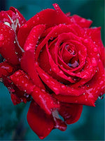Rose 5d Diy Diamond Painting Diamant Malerei Set VM4018