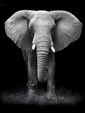 Elefant 5d Diy Diamond Painting Diamant Malerei Set VM7350