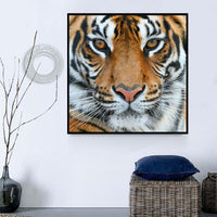 Tiger 5d Diy Diamond Painting Diamant Malerei Set DS11566398