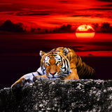 Tiger 5d Diy Diamond Painting Diamant Malerei Set SS1673358640